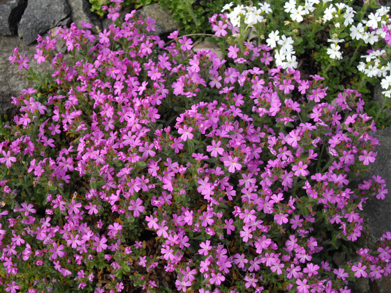 Erinus alpinus 'Dr Hähnle'